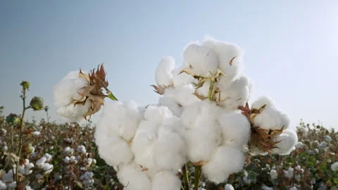 Cotton field. Close-up of a box with high-quality cotton Vídeos de archivo 292876388