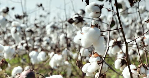 Cotton field crops ready to be picked for harvest Video stock 249362885