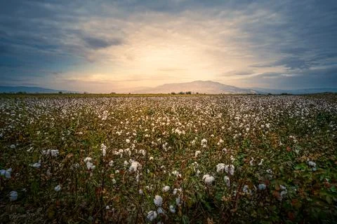 Cotton field in Denizli, Turkey Stock Photos