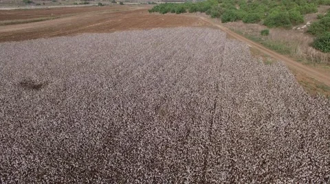 Cotton field by drone Stock Footage 58571967