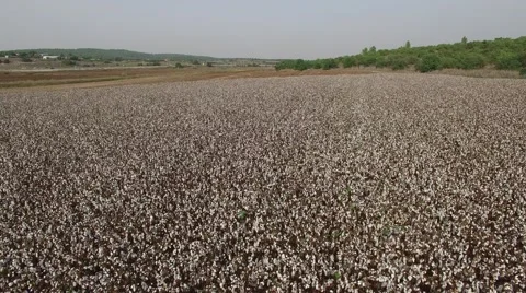 Cotton Field by Drone Stock Footage 58571995