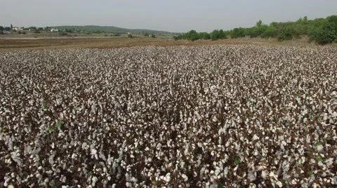 Cotton Field by Drone Stock Footage 58572003