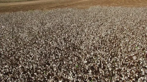 Cotton Field by Drone Stock Footage 58572006