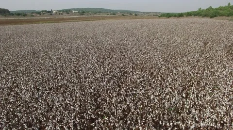 Cotton Field by Drone Stock Footage 58572082