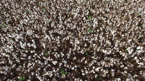 Cotton Field by drone Stock Footage 58572112