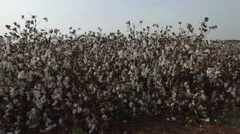 Cotton Field by Drone Stock Footage 58572137