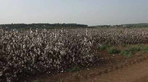 Cotton Field by Drone Stock Footage 58572332