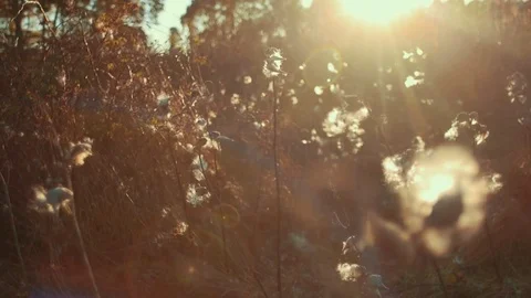 Cotton Field During Bright Sunset Stock Footage 81530104