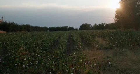 Cotton field during sunset. Stock Footage 160129456