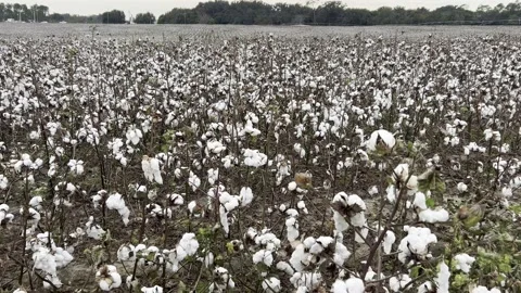Cotton field. Exclusive Stock Footage 221785577