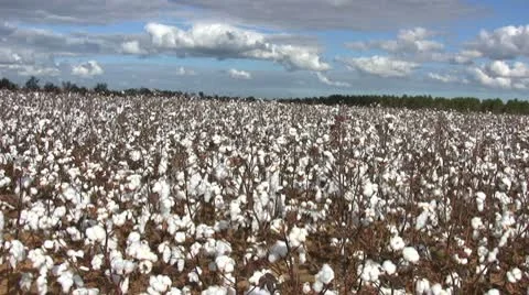 Cotton Field Видео 10786327