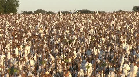 COTTON FIELD 스톡 동영상 11195137