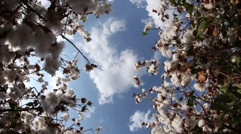 Cotton field Stockbeeldmateriaal 42195217