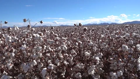 Cotton field Stock Footage 131736685