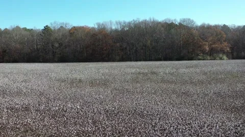Cotton field 스톡 동영상 149718922