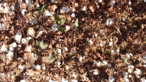Cotton field 스톡 동영상 218232180