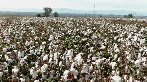 Cotton field Stock Footage 219096637