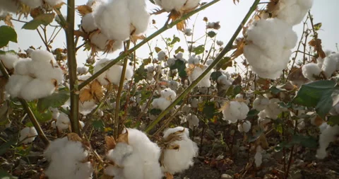 Cotton field. Stock Footage 262724921