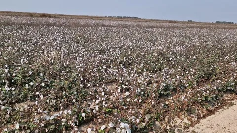 Cotton field Video stock 288011483