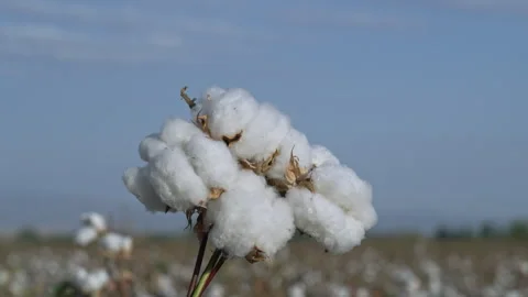 Cotton field. Vídeos de archivo 302782097