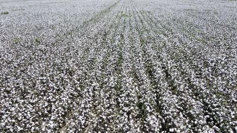 Cotton Field Stock Footage 331999080