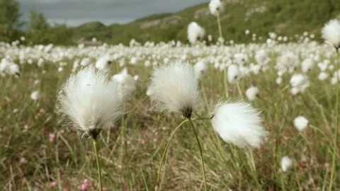 Cotton field in the nature Stock Footage 72584633