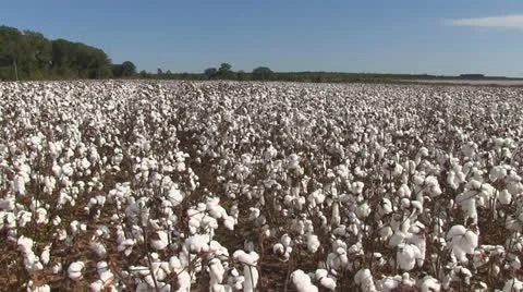 Cotton Field Pan Stock Footage 12616278