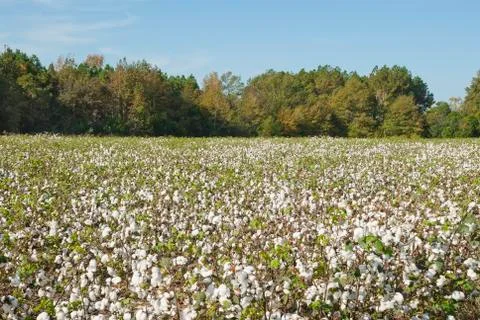 Cotton field Stock Photos