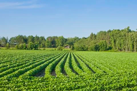 Cotton field Stock Photos