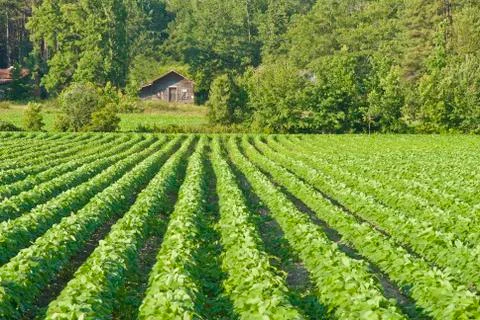 Cotton field 스톡 사진