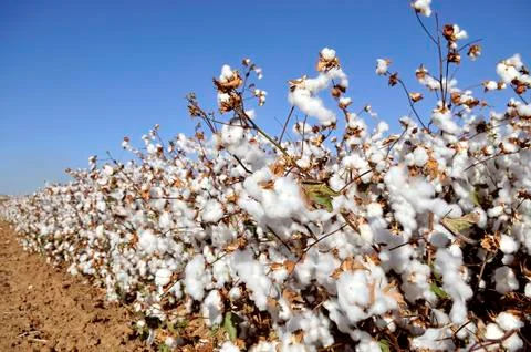 Cotton field Stock Photos