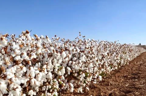Cotton field Stock Photos