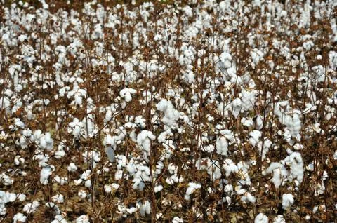 Cotton Field Stock Photos