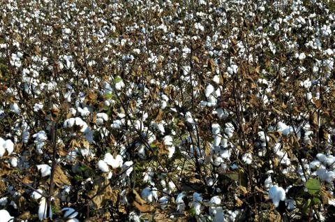 Cotton Field Stock Photos