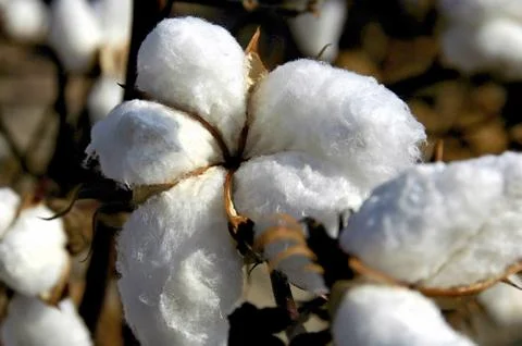 Cotton Field Stock Photos