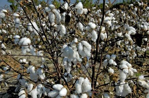 Cotton Field Stock Photos