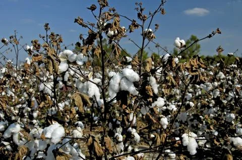 Cotton Field Stock Photos