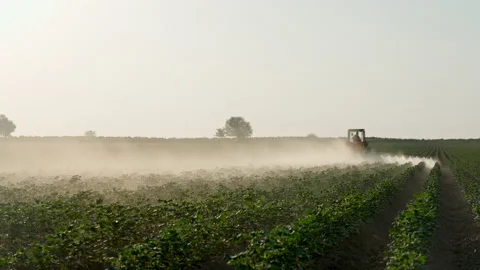 Cotton field. Processing of a cotton field with pesticides, a tractor in the Video stock 188024509