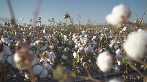 Cotton in the field ready to harvest Stock Footage 161450830
