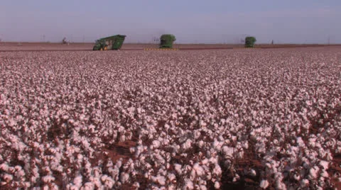 Cotton field with strippers Stock Footage 27152828