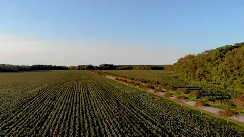 Cotton field at sunset Stock Footage 142325778
