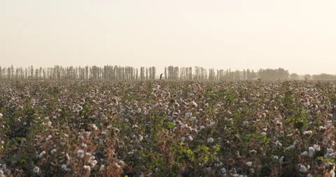 Cotton field at sunset. High quality cotton ready for harvesting. Stock Footage 250125172