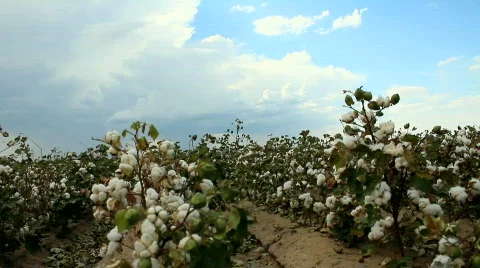 Cotton Field Time Lapse Stock Footage