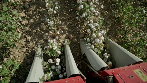 Cotton field. Top view, close-up of the mechanism of a cotton harvester moving 스톡 동영상 174085827