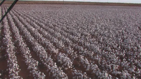 Cotton field from tractor POV Stock Footage 26997451