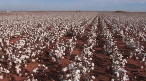 Cotton field wide Video stock 27149386
