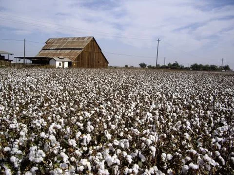 Cotton fields back home Stock Photos