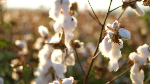 Cotton Fields blooming Stock Footage