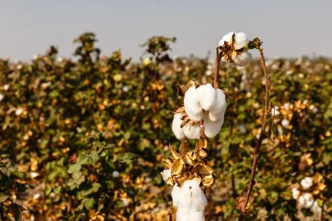 Cotton fields, Branch of ripe cotton on a cotton field Stock Photos