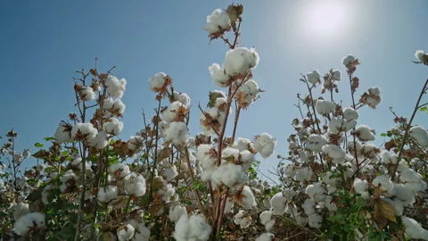 Cotton fields . A bush of high-quality cotton rotates 360 degrees against the Stock Footage 232522808